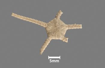 Media type: image;   Invertebrate Zoology OPH-441 Aspect: dorsal